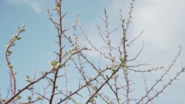 Természet ébredés kora tavasszal, fák ágak az égen háttér — Stock videók