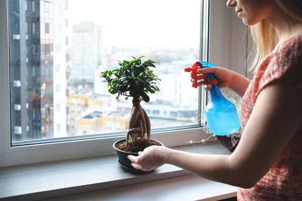 Ελκυστική γυναίκα ποτίζει ένα μπονσάι δέντρο στο διαμέρισμα — Φωτογραφία Αρχείου