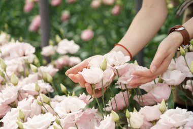 Woman hands close up touching pink pale flowers inspecting their flourishing before delivery