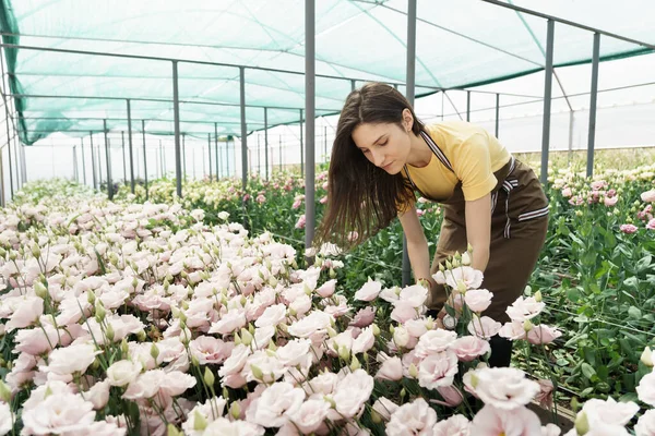 Young Florist Apron Working Greenhouse Woman Working Flowers Inspecting Them — Stock fotografie