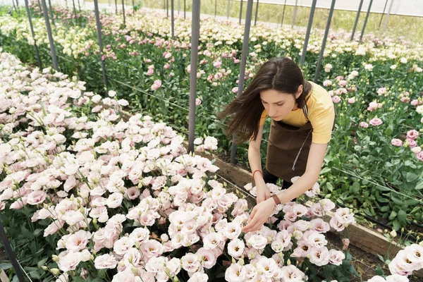 Young florist in apron working in greenhouse. Woman working with flowers, inspecting them for sale.