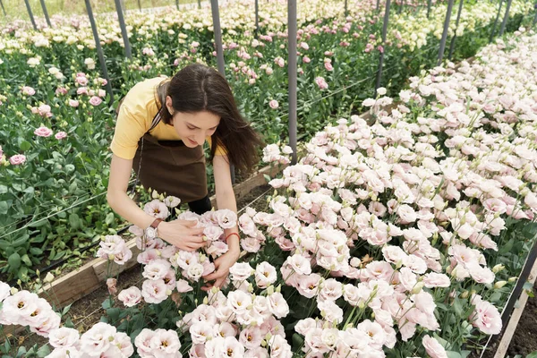 Young florist in apron working in greenhouse. Cheerful woman working with flowers, inspecting them for sale.