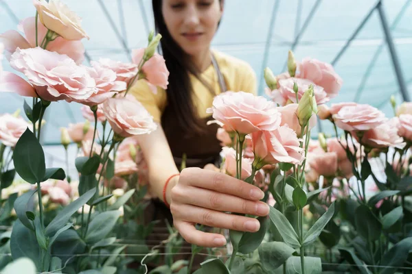 Young florist in apron working in greenhouse. Woman working with flowers, inspecting them for sale.