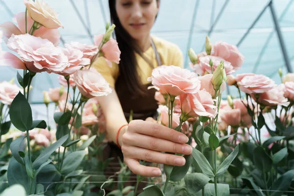 Young Florist Apron Working Greenhouse Woman Working Flowers Inspecting Them — ストック写真