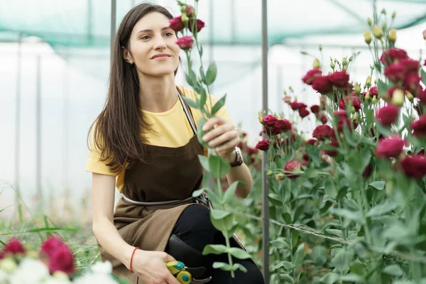 Woman florist has an order for fresh flowers. She cut a beautiful bouquet in the green house.