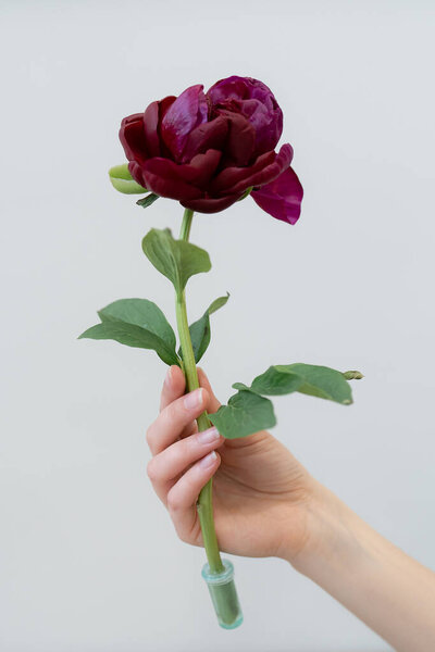 Women hand holding a burgundy peony in bloom with green leaves on white background