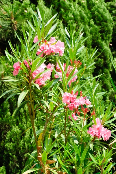 Розовые цветы oleander фон — стоковое фото