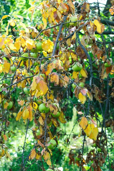 Dry leaves and green apples on a branch. The concept of drought — Stock Photo, Image