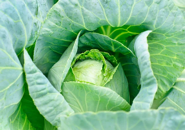 Cabbage's head with leafs. Close up — Stock Photo, Image
