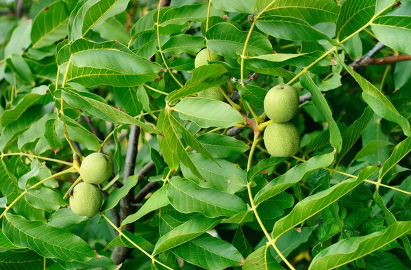 Greek nuts still have not ripened on the tree — Stock Photo, Image