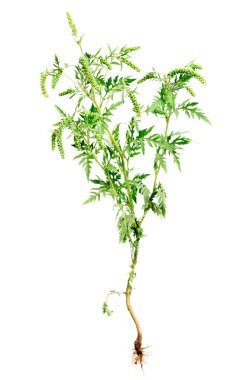 beyaz zemin üzerinde yaygın alerjen izole kök ile Ragweed bitki