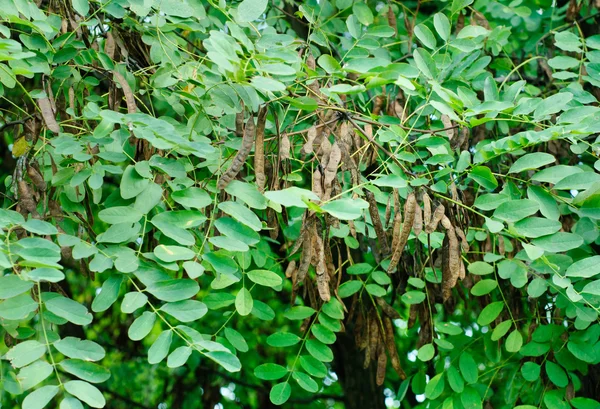Vainas y hojas de la acacia sobre el fondo natural — Foto de Stock