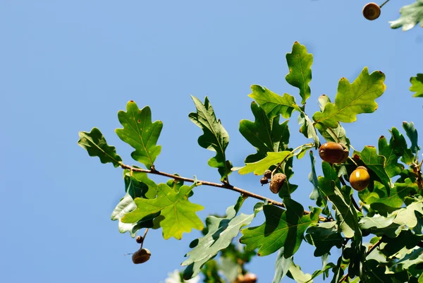 Dubová větev s žaludy na pozadí modré oblohy — Stock fotografie