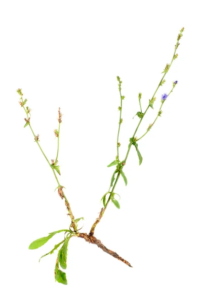 Chicória comum com raiz, Cichorium intybus isolado sobre fundo branco — Fotografia de Stock