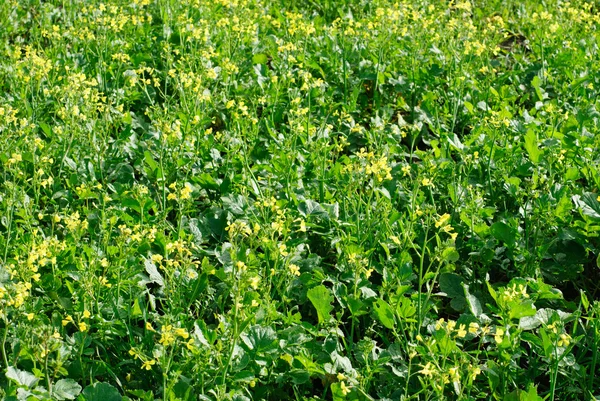 Flourishing field of yellow rape as a background — Stock Photo, Image