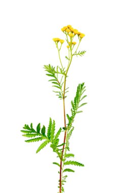 Beyaz arkaplanda Tansy (Tanasetum vulgare) izole edildi