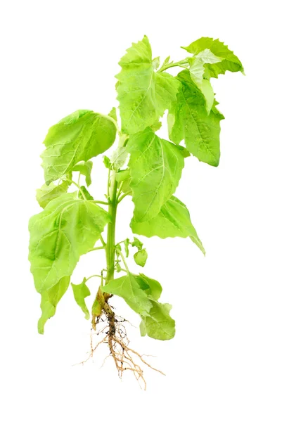 Beyaz izole orach bitki (Atriplex nitens Schkuhr) — Stok fotoğraf