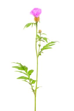 Beyaz arka plan üzerinde izole Peygamber Çiçeği (Centaurea)