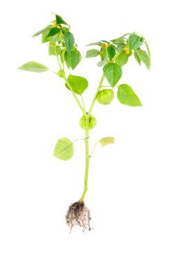 Physalis çiçek, tomurcuk, fener ve beyaz arka plan üzerinde izole kök