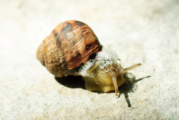 Gri arka plan üzerinde kahverengi makro salyangoz — Stok fotoğraf