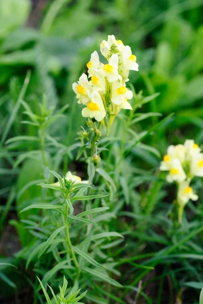 開花共通ホソバウンラン黄色ホソバウンラン （linaria 尋常性) — ストック写真