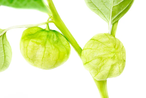 Physalis com broto, lanterna isolada sobre fundo branco — Fotografia de Stock