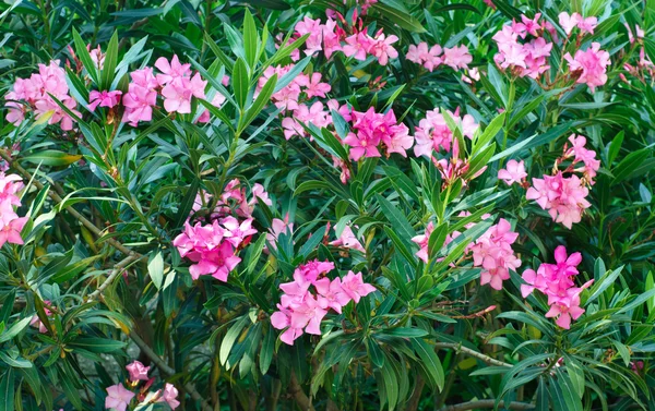 花のピンクのセイヨウキョウチクトウ ツリー — ストック写真