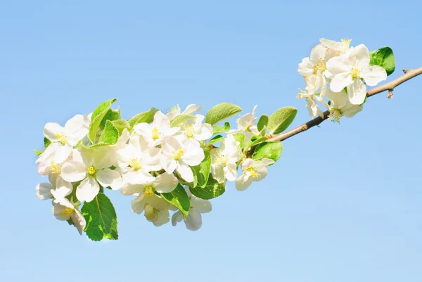 Větev jabloně s mnoha květy nad modrá obloha — Stock fotografie