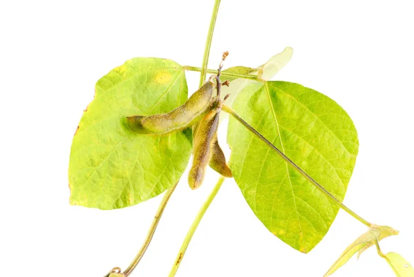 Sojabönor isolerad på vit bakgrund — Stockfoto