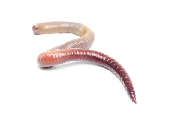 Dierlijke aarde worm geïsoleerd — Stockfoto