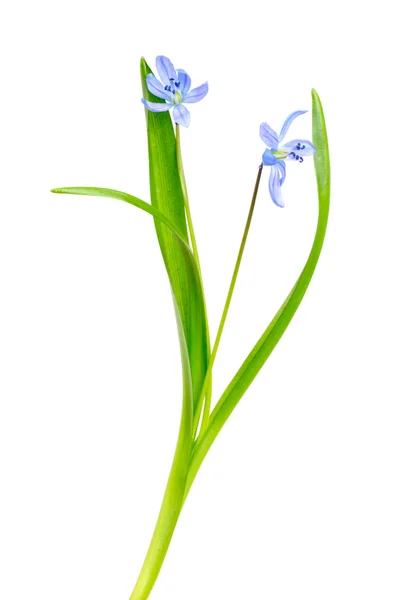 Hóvirág, kék elszigetelt fehér background — Stock Fotó