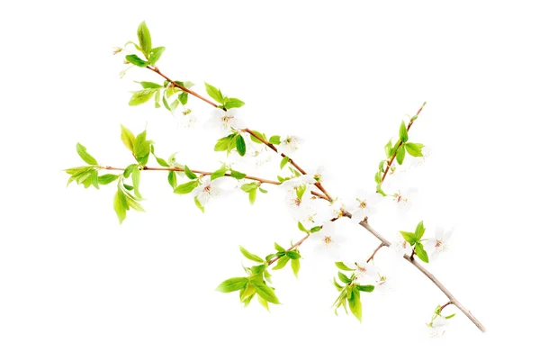 Ramo de cerejeira com muitas flores isoladas em branco — Fotografia de Stock