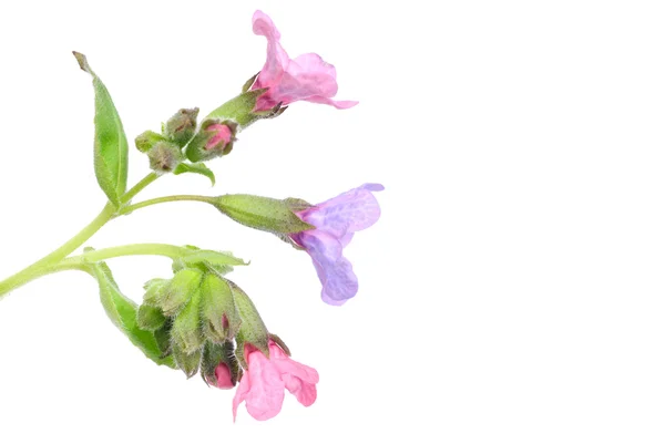 ベンケイソウ薬用 (Pulmonaria オフィシナリス) 白で隔離 — ストック写真