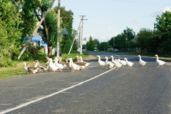 Flock of white and brown geese front of the paling — Stock Photo, Image