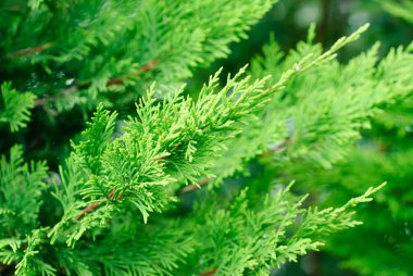 Şube cupressocyparis leylandii yeşil arka plan