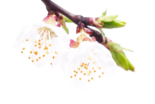 Branch of cherry tree with two flowers isolated on white — Stock Photo, Image