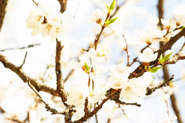 Branch of cherry tree with many flowers over blue sky — Stock Photo, Image