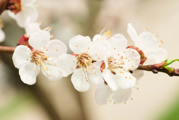 Гілка вишневого дерева з квітами — стокове фото
