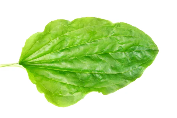 Leaves of a plantain with drops on a white background — Stock Photo, Image