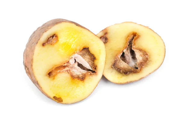 Patate infette da malattie fungine — Foto Stock