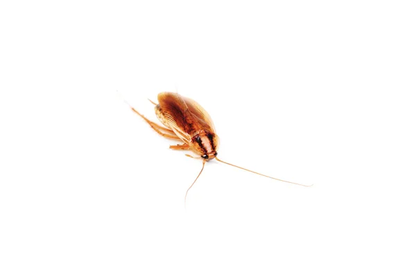 Kackerlacka isolerad på vit bakgrund — Stockfoto