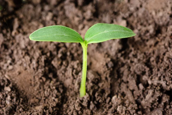 Pequeña planta de pepino — Foto de Stock