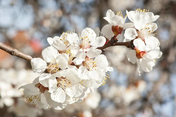 Branch of cherry tree with flowers — Stock Photo, Image