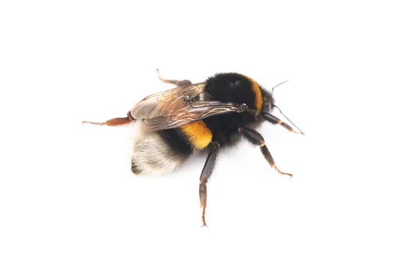 在白色背景上隔离的大黄蜂 — 图库照片