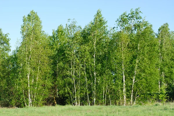 Березові дерева з зеленим листям на фоні блакитного неба — стокове фото