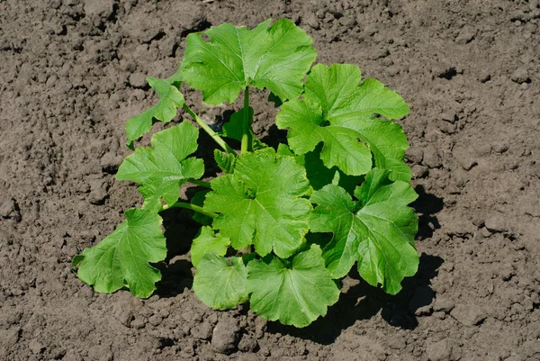Young pumpkin sprout on the vegetable bed — Stock Photo, Image