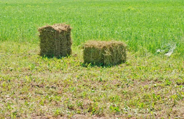 En gård fältet på landsbygden fylld med höbalar — Stockfoto