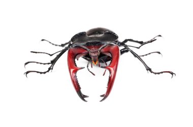 kahverengi stag beetle lucanus cervus, üzerinde beyaz izole en büyük Avrupa böceği