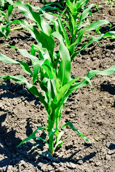 Maispflanze in soil.europe.ukraine — Stockfoto