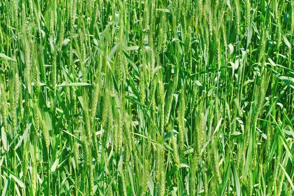 Este es un campo de trigo verde fondo —  Fotos de Stock